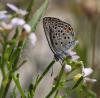 Plebejus optilete